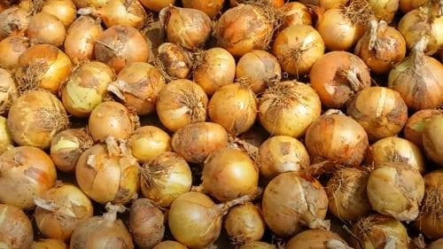 양파-재배법-보관법-저장법