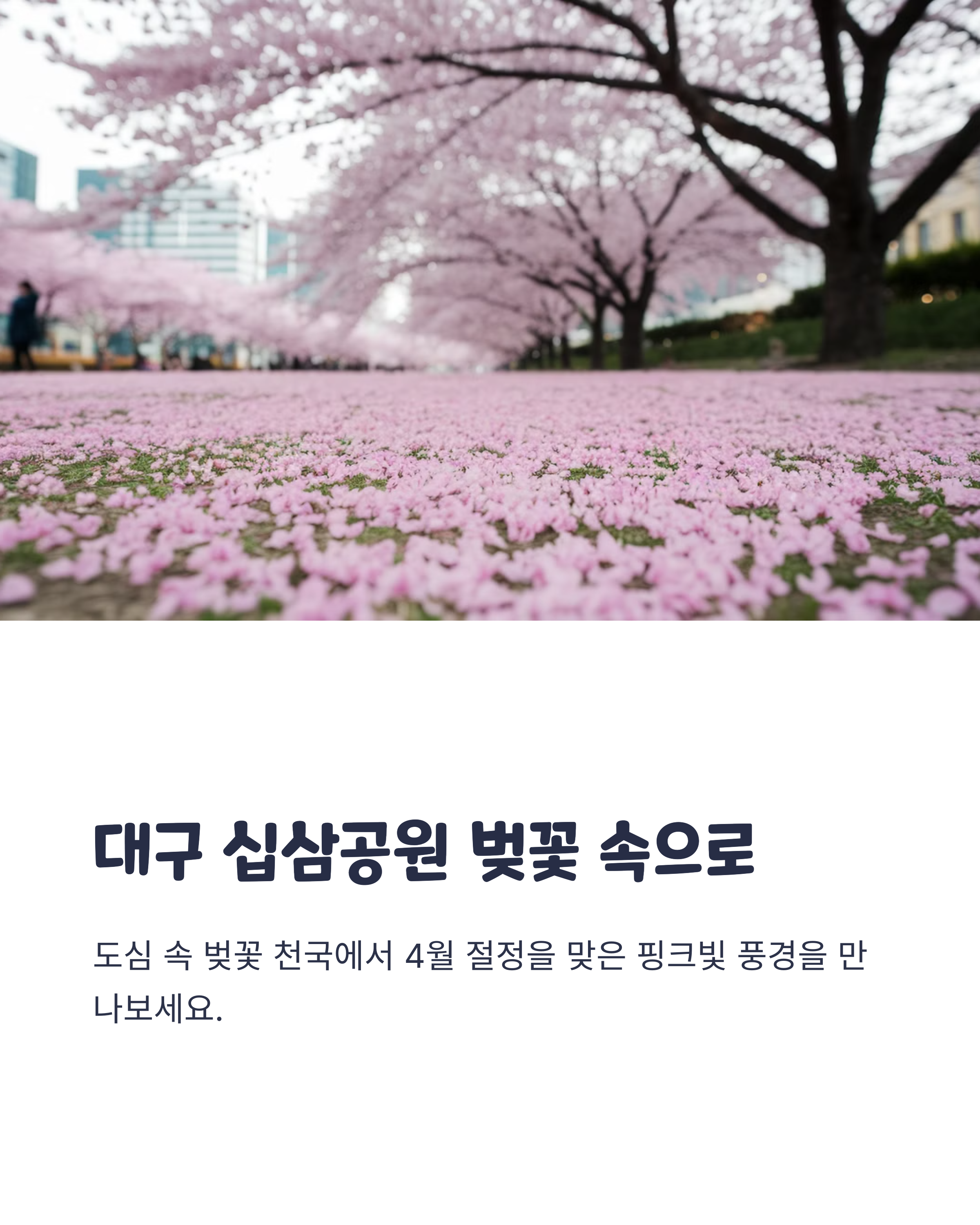 대구 십삼공원 벚꽃 개화