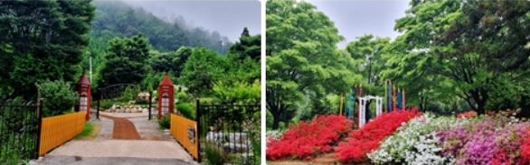 수국명소 전남 보성 윤제림 개화시기