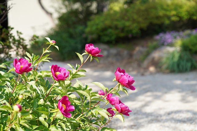 합천 작약 축제 