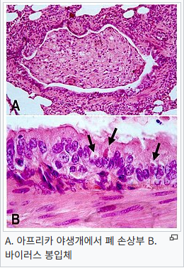 강아지 사망률 50% 개홍역바이러스(CDV,canine distemper virus) 디스템퍼는 어떤병일까?