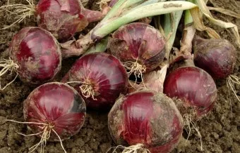 적양파 재배 모종 심기 재식 거리 질소 과다 주의_10