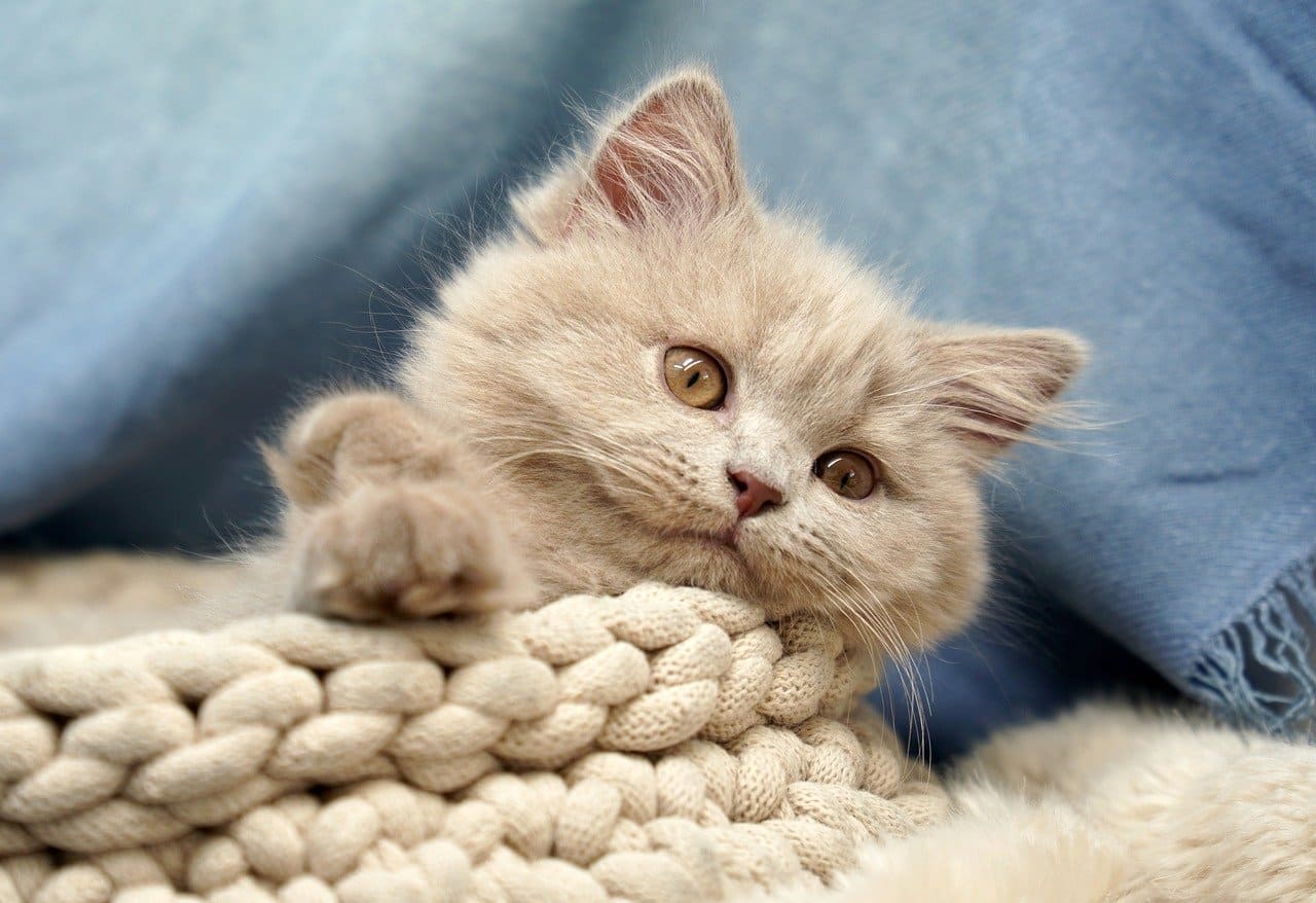 고양이 요도폐색이란?