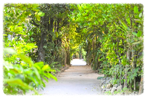 비세마을 후쿠기 가로수길