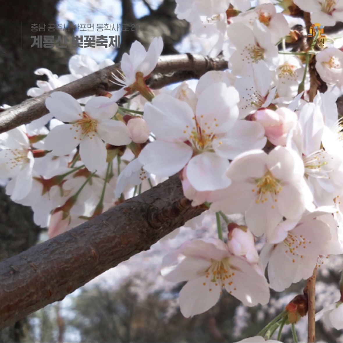 동학사 벚꽃 축제 일정