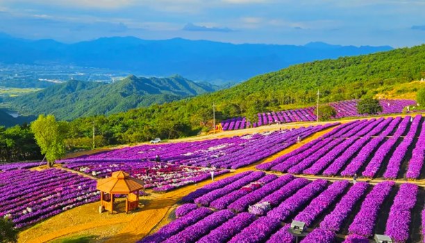 감악산 아스타국화 축제, 가족·연인과 함께 즐기는 가을 나들이