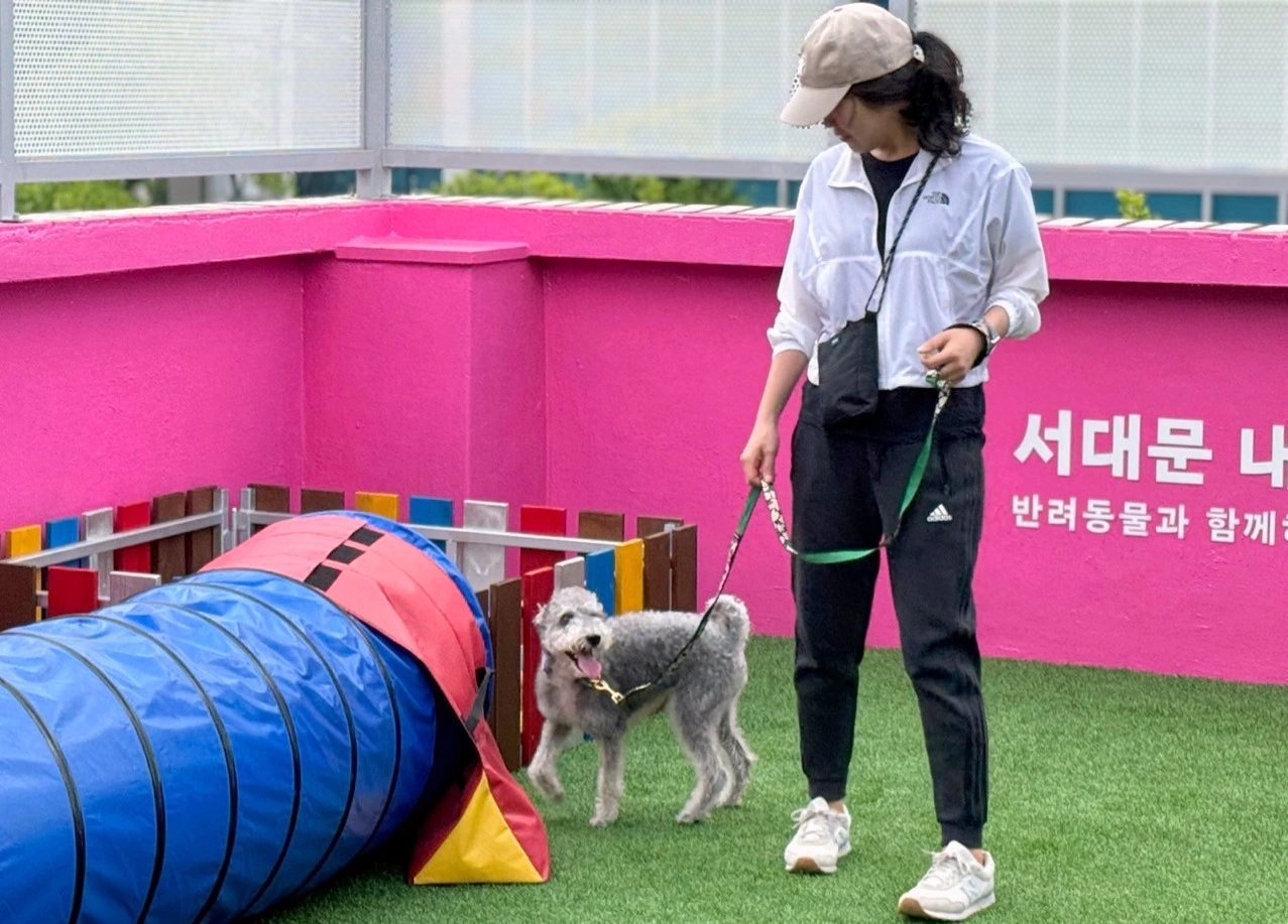 홍은동 서대문구 내품애센터 함께할개 반려견 프로그램 소개! 직장인 대상 운동 마사지 교육 신청 방법