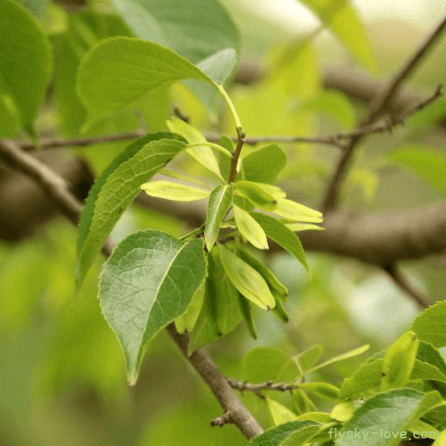 관절에 좋은 두충