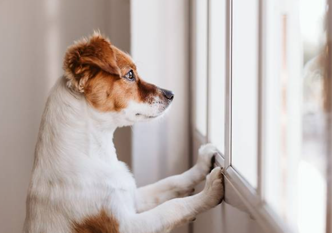 강아지 분리불안, 우리 아이를 위한 심리 안정 훈련 노하우