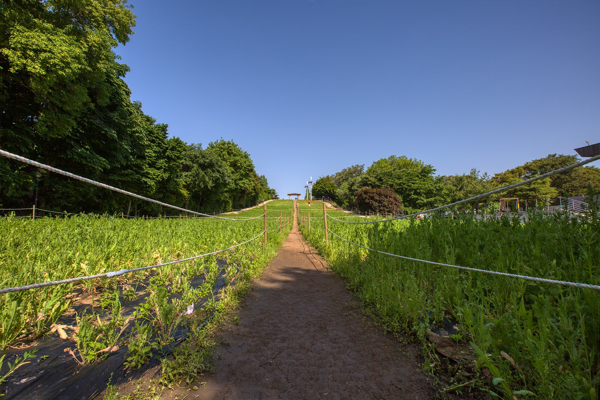 올림픽공원 들꽃마루 - 1