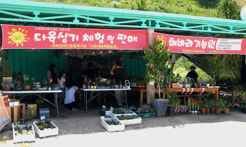 태백 해바라기축제