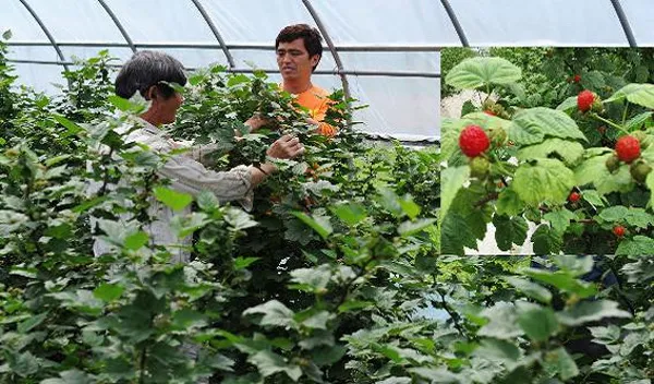 라즈베리 재배 지주 설치 가지 전정 순 지르기_2
