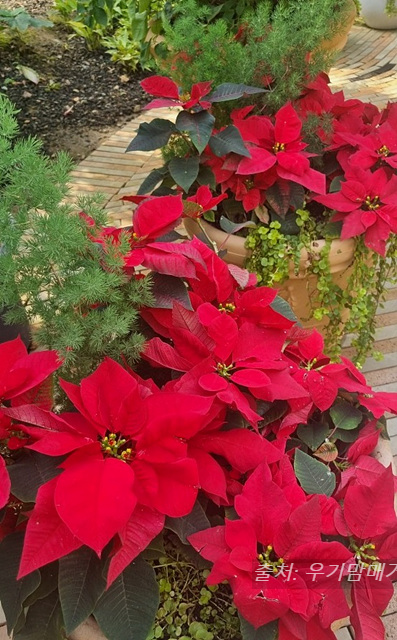 24년 순천만 국가정원 식물원 동문 순천여행