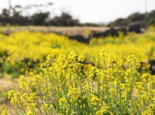 제주 유채꽃