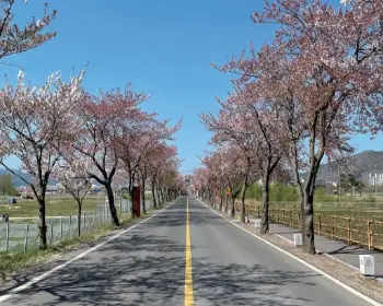 경주벚꽃축제 벚꽃 명소_5