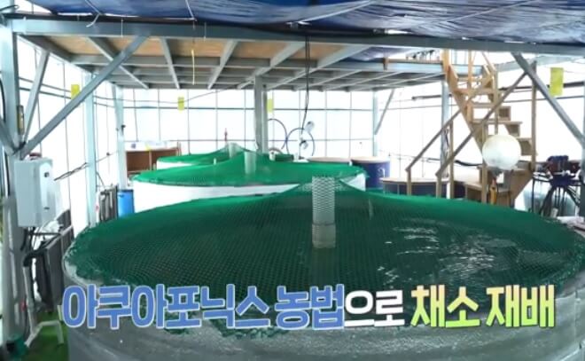 생방송투데이 환승직업 두 번째 인생 충주 쌈 채소 농장 웰팜이에이씨 쌈채소 스마트스토어 주문방법