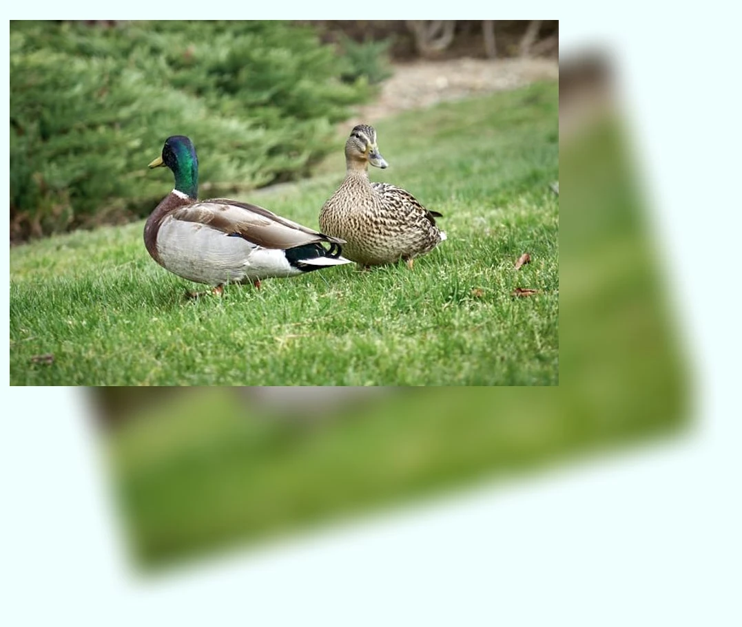 뽕오리백숙_3_subsection