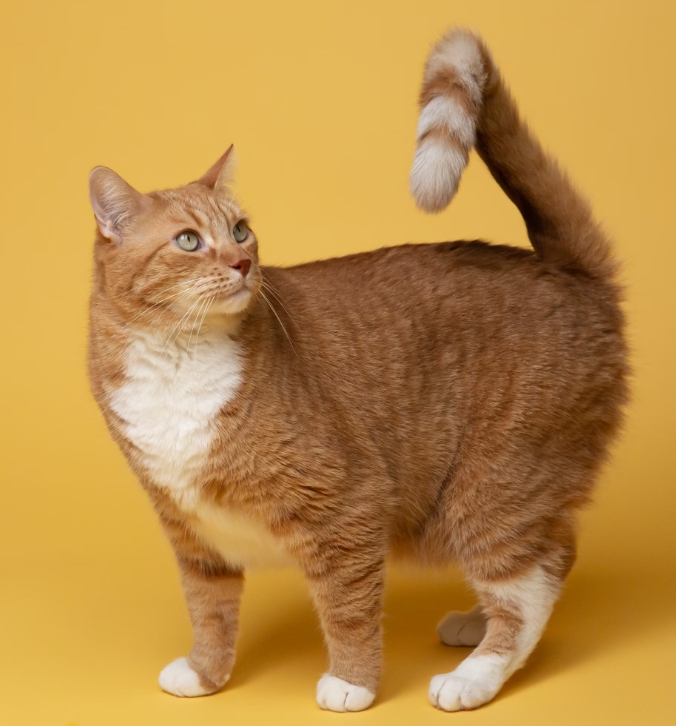 고양이 발톱 관리와 안전한 다듬기 방법 가이드