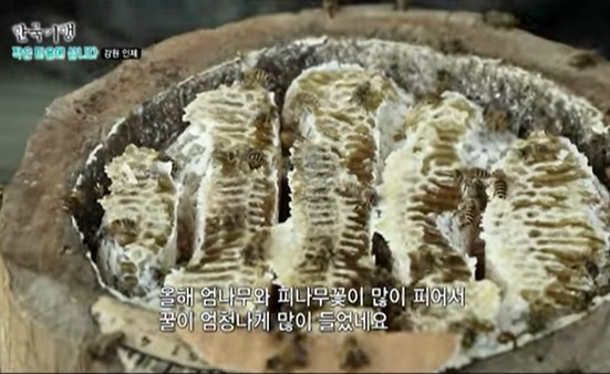 6시내고향-강원-인제-벌꿀-설악산백담벌꿀