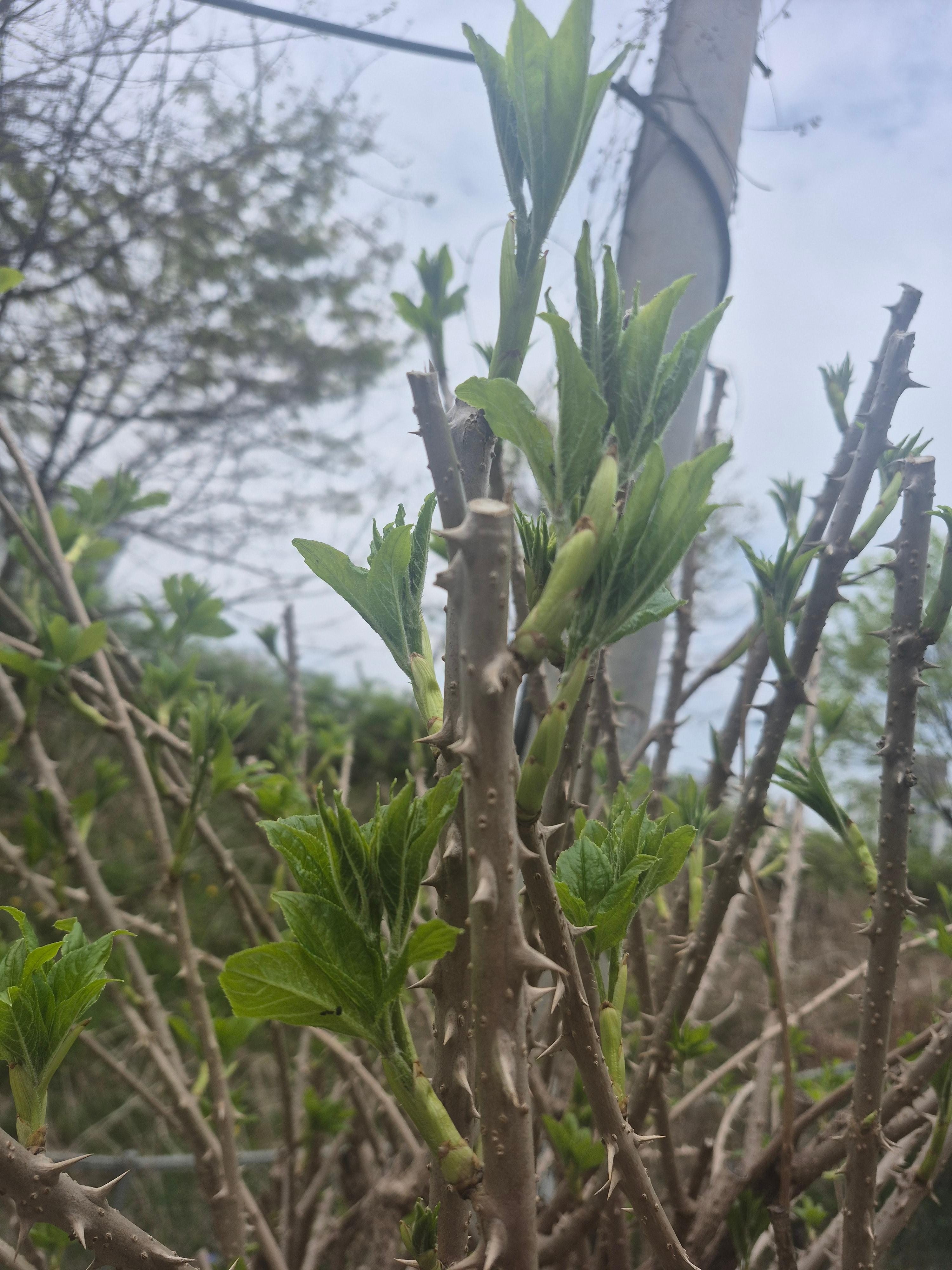 가시오가피나무에 어린순이 돋아났습니다