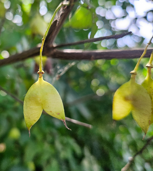 고추나무 열매1