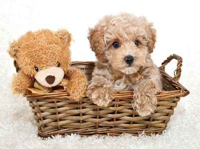 바구니에 담긴 푸들.