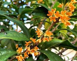 금목서 꽃 이미지 사진