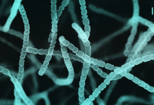 Streptomyces