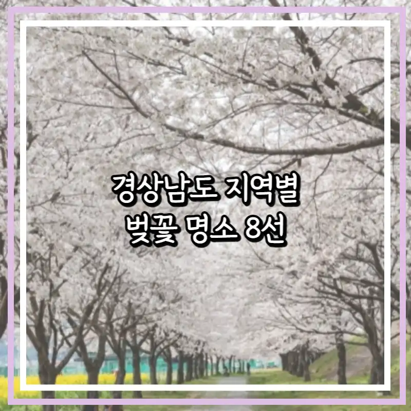 경남 벚꽃 명소 썸네일 사진