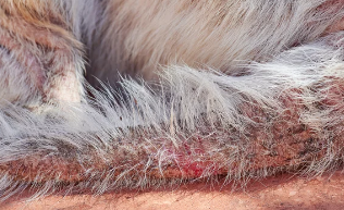 강아지 곰팡이균 사진/출처:어도비스톡