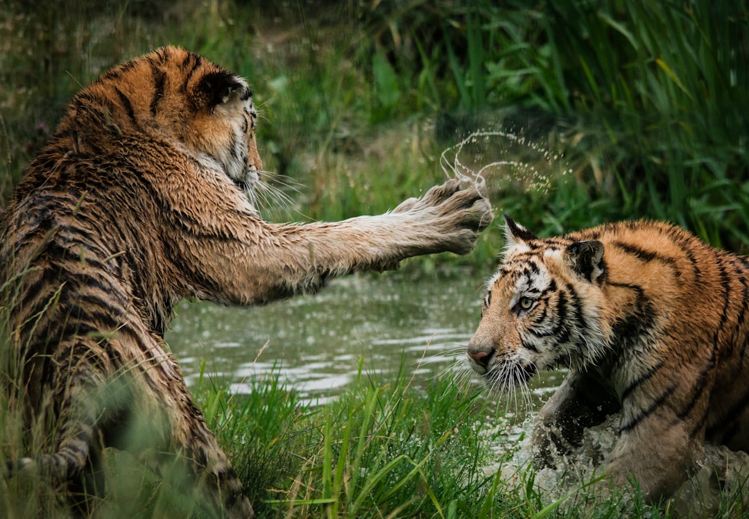 Tigers