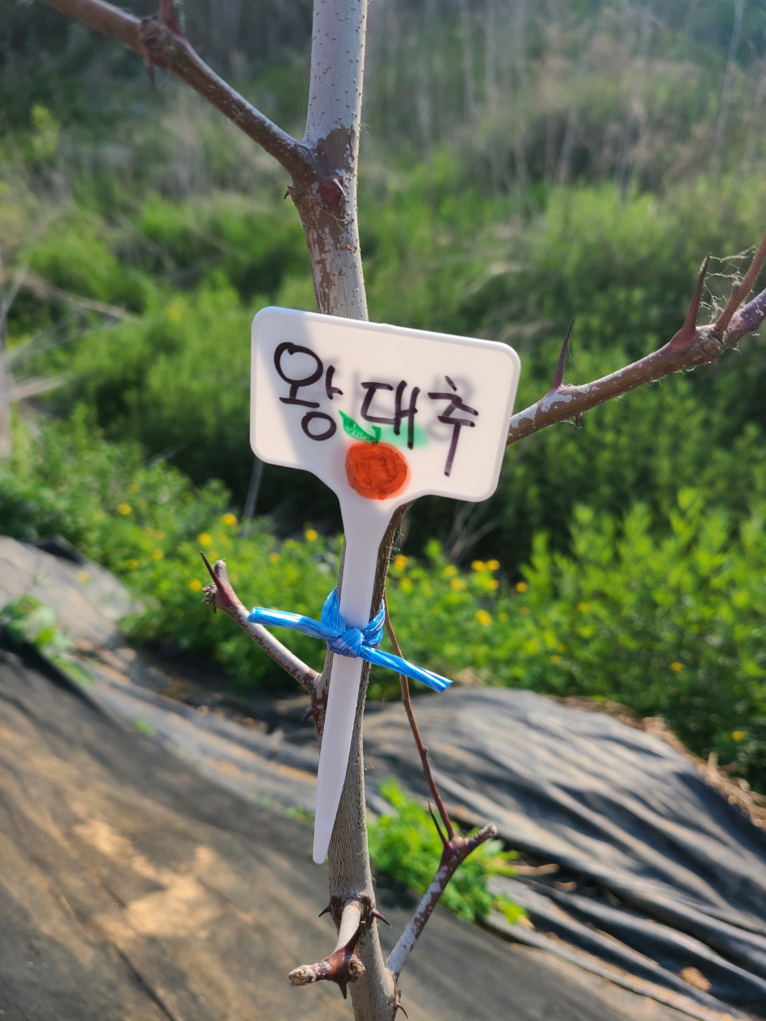 농작물이름표