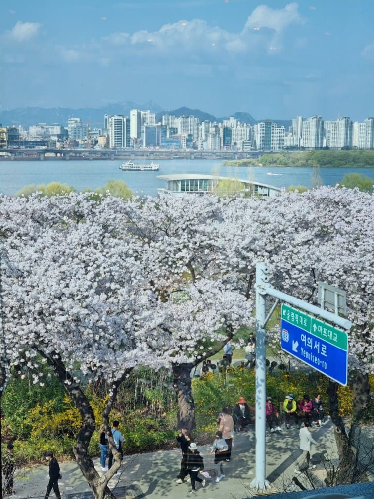 벚꽃 개화 시기