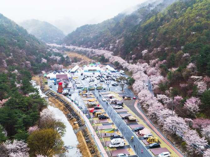 금산 보곡산골 산벚꽃 축제