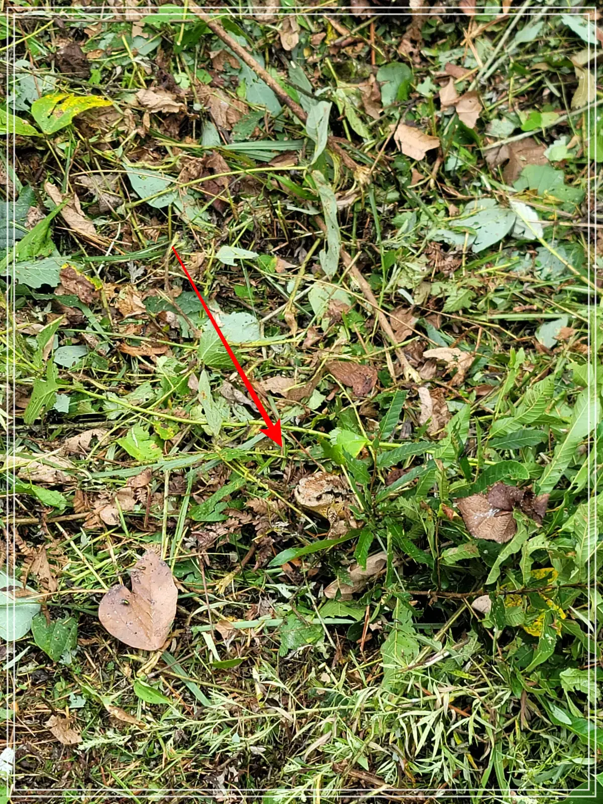 벌초-두꺼비-확대