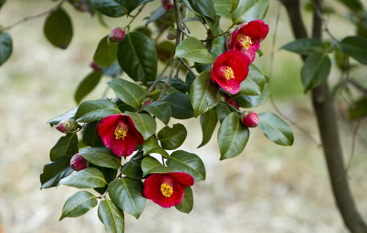 한 송이 붉은 마음, 꽃잎처럼 흘렀다