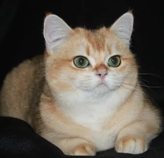 브리티쉬숏헤어 고양이 실버 유전병 분양 가격 성격_12