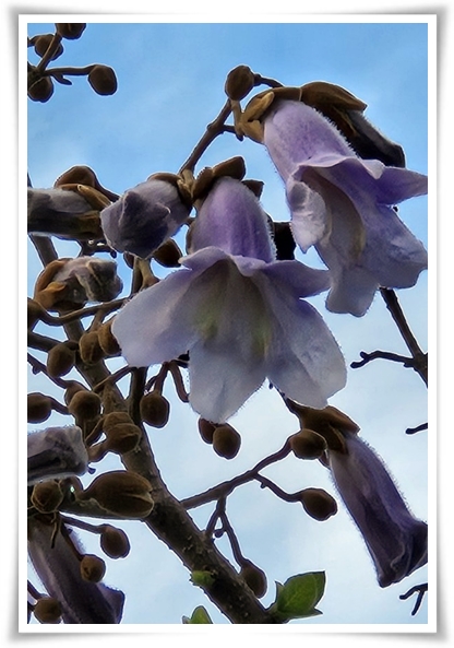 화초 &quot;5월 오동나무 꽃&quot; 봉황이 깃든 신비롭고 화려한 보랏빛 유혹!