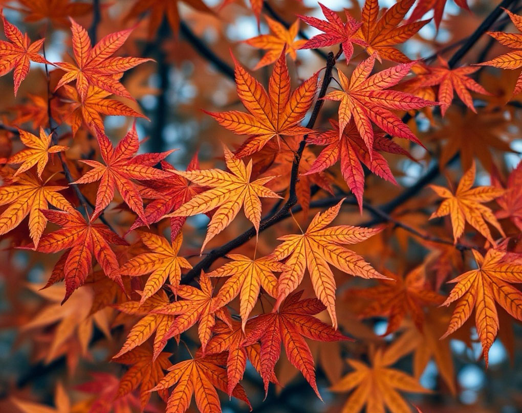서울 단풍 산책 BEST 5
