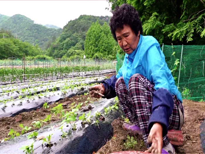 휴먼다큐 사노라면 589회 전남 화순 다정한 노부부가 타고 있어요 애지중지 중고차, 폐차 자동차 사연 방송 정보 다시보기