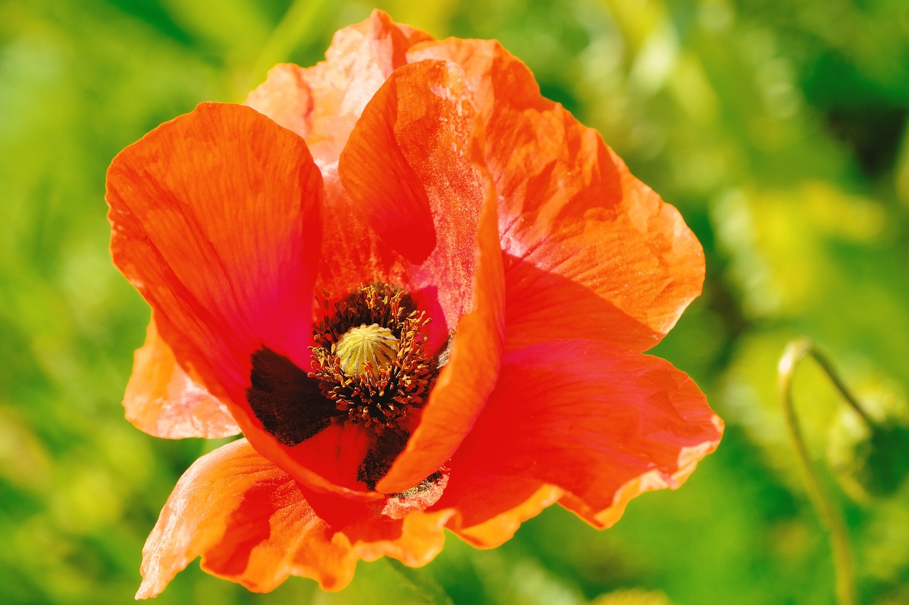 남양주 물의정원 양귀비 꽃구경