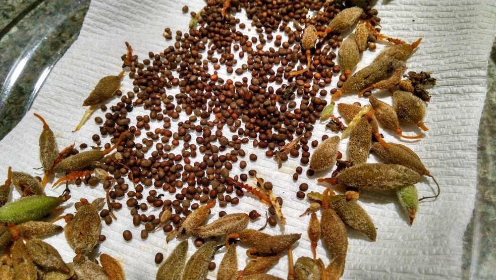 야생에서 채취를 한 봉선화의 씨인 급성자를 바닥에 종이를 깔고 펼쳐놓은 것을 확대하여 찍은 사진