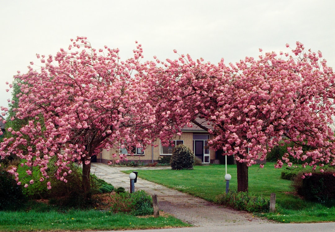 'Cherry tree'