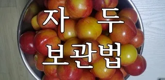 자두 보관법 수확시기 효능 자두청 만들기_2