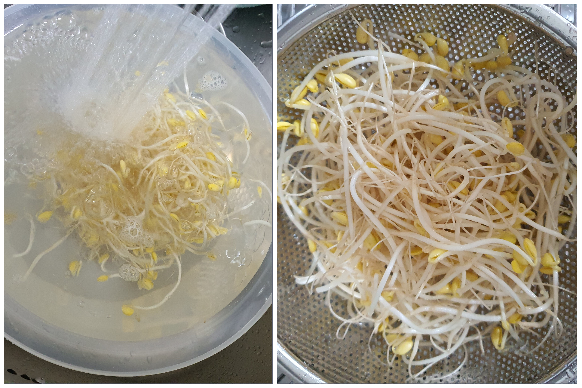 콩나물은-깨끗이-세척합니다.