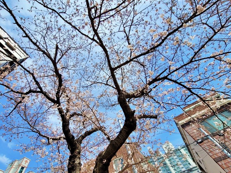 주일 대표 기도문 4월 첫째 주