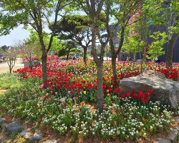 태안 튤립축제_12