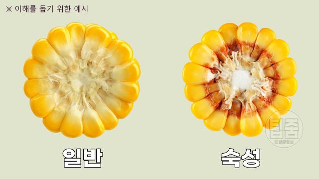 초당 옥수수 보관법,옥수수 검은색 검은점,팁줌