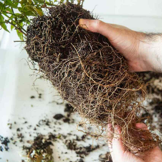 다육식물 분갈이 1단계 화분에서 식물 꺼내기