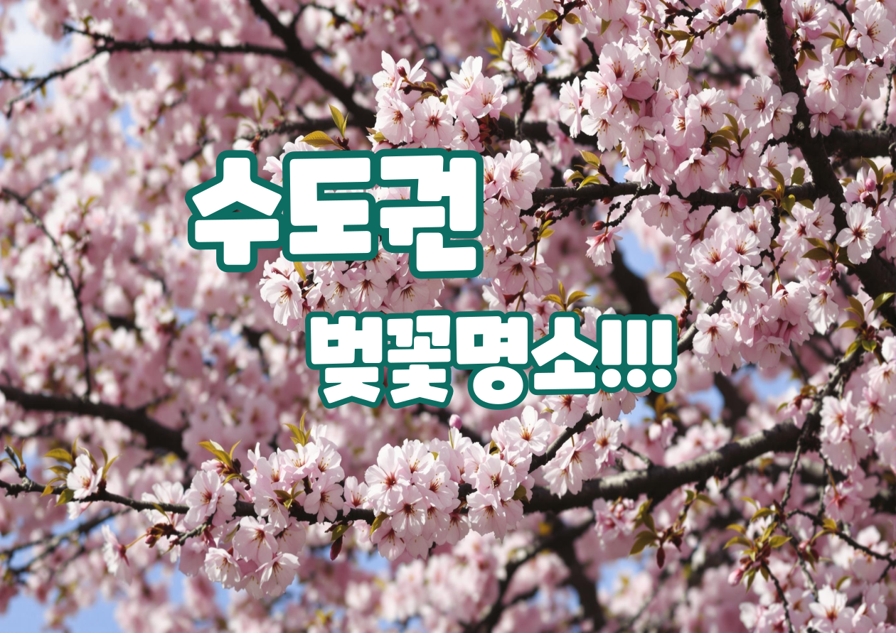 벚꽃 만개한 타이틀 이미지